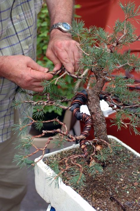 How to Wire Bind Bonsai Trees Buy Bonsai Tree, Tree Types, Bonsai Diy, Bonsai Tree Types, Bonsai Wire, Bonsai Care, Bonsai Tree Care, Bonsai Techniques, Indoor Bonsai Tree