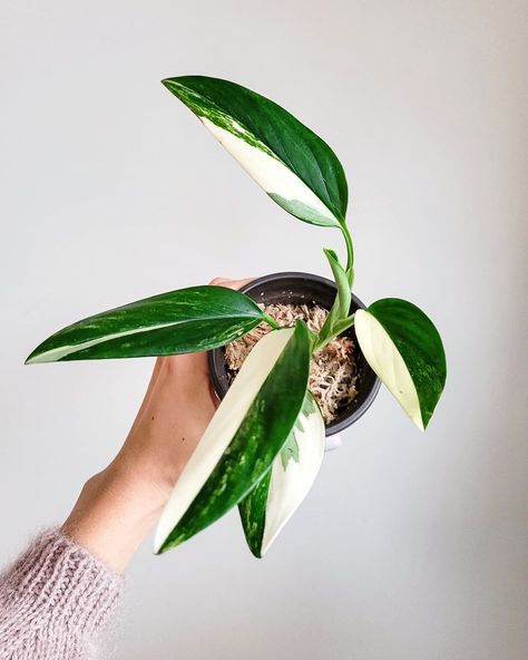 Monstera Standleyana Albo, Monstera Standleyana, Epipremnum Pinnatum, Orchid Bark, Plant Diseases, Climbing Vines, Small Potted Plants, Mother Plant, Growing Indoors