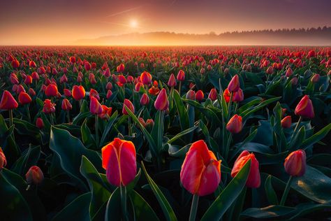 Ground Fog, Tulips Images, Tulip Season, Tulips Garden, Tulip Fields, Trendy Flowers, Dew Drops, Red Tulips, Beautiful Morning