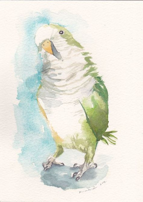 Quaker Parrot Tattoo, Painting Sheets, Parrot Tattoo, Quaker Parrot, Parrot Drawing, Edith Holden, Parrots Art, Bird Watercolor Paintings, Watercolor Green