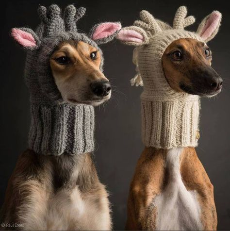 Reindeer Hat, Airedale Terrier, Dog Hat, Memes Humor, Two Dogs, Italian Greyhound, Crochet Dog, Basset Hound, Funny Animal Pictures