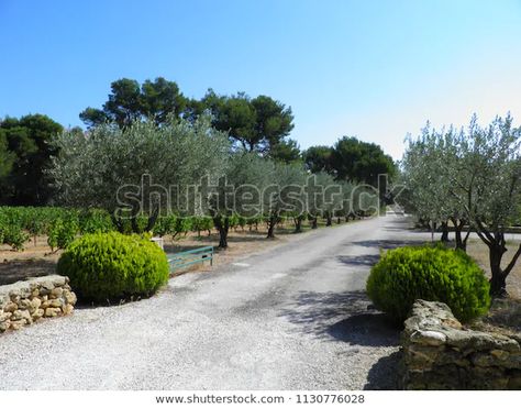 Olive Tree Driveway, Olive Tree Lined Driveway, French Driveway, Saudi Palace, Tree Driveway, Driveway Ideas, Tree Lined Driveway, Driveway Entrance, Stone Sign