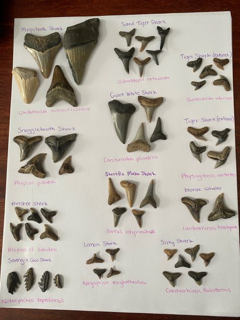 Shark Teeth Crafts, Biology Tattoo, Seashell Diy, Shark Things, Shark Tooth Tattoo, Shark Teeth Jewelry, Shark Week Party, Tooth Tattoo, Sea Shells Diy