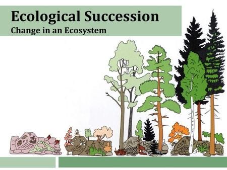 Forest Succession, Primary Succession, Secondary Succession, Temperate Deciduous Forest, Ecological Succession, Small Shrubs, Sustainable Community, Similarities And Differences, Symbiotic Relationships