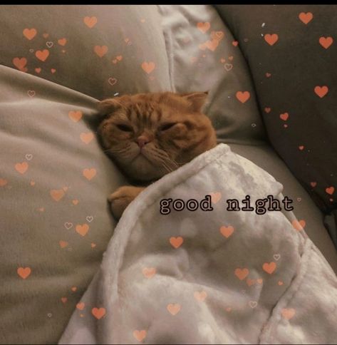 Cute Goodnight Images, Goodnight Cute Images, Goodnight Meme, Goodnight Cat, Good Night Cat, Get Some Sleep, Wholesome Pictures, Cute Cat Memes, Cute Good Night