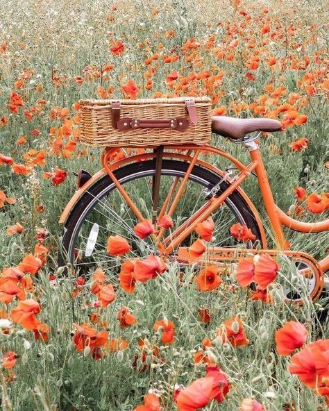 Countryside — aestheticnatureofbeauty: weheartit Poppies, Bicycle, Tumblr, Orange, Flowers, Red