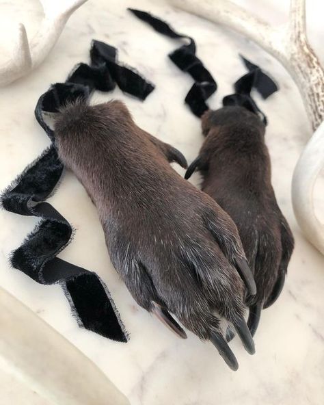 𝔏𝔞𝔲𝔯𝔢𝔫 𝔎 on Instagram: "I’ll always reach for you, hereafter and forever into eternity 🖤🖤 Precious paw preservations belonging to good boy Labrador, Ralph. As much as the tanning and taxidermy process alters the scent of the fur (coats that are being preserved are shampooed multiple times, groomed, and blow dried) these still kept a slight hint of that signature corn chip perfume most dogs like to wear on their feet, which I found quite charming 🌽 Big gratitude to Ralph’s guardian for Taxidermy Process, Corn Chip, Dog Skull, Good Boy, Fur Coats, Taxidermy, Tanning, Gratitude, Labrador