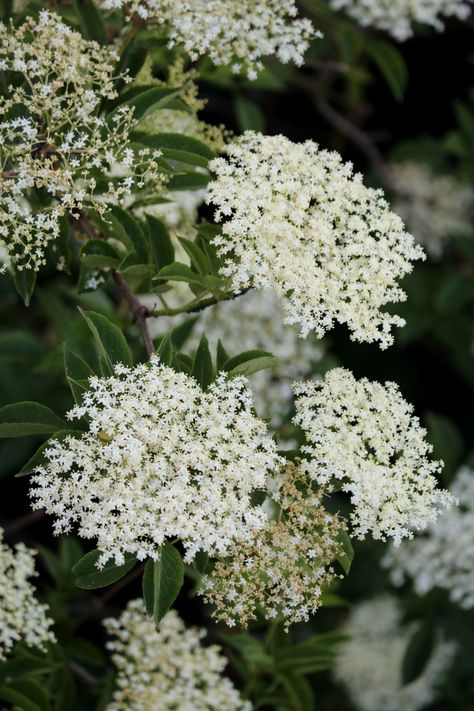 Elder Flower, Sambucus Nigra, Weird Sisters, Candle Basket, Ivy House, Beauty Photos, Bees Knees, Crafts For Teens, Early Spring