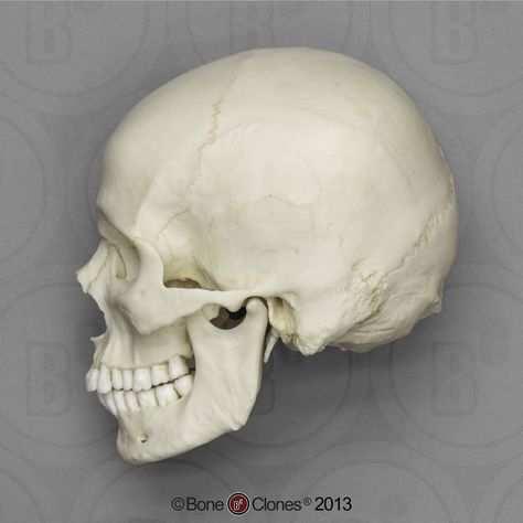 Skull Side View, Human Skull Anatomy, Skull Anatomy, Skull Reference, Skull Model, Male Figure Drawing, Human Figure Drawing, Anatomy Poses, Anatomy For Artists