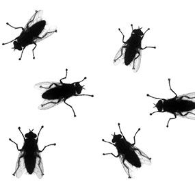 According to the University of California Museum of Paleontology, there are about 120,000 species of fly throughout the world, and many of t... Black Fly Bites, Black Fly, Skin Irritation, Best Black, University Of California, Different Types, University, California, Skin