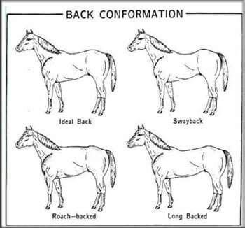 Back confirmation Horse Biomechanics, Horse Judging, Felted Horse, Equine Science, Horse Conformation, Equine Anatomy, Horses Stuff, Equine Veterinary, Horse Lessons