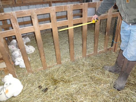 Creep Feeder For Lambs, Creep Feeders For Goats, Lamb Creep Feeder, Goat Structures, Goat Barn Ideas, Sheep Feeders, Barn Interior Design, Sheep Shelter, Cattle Feeder