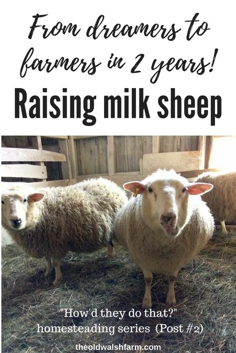 Best Farm Animals, Milk Sheep, Textile Animals, Raising Sheep, Farm Dream, Homestead Animals, Raising Farm Animals, Raising Goats, Sheep Breeds