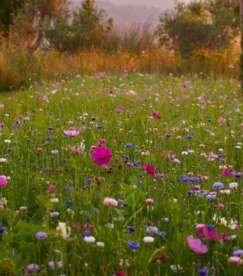 Meadow Flowers. Japanese Anemone (Cosmos) Flowers Japanese, Japanese Anemone, Meadow Garden, Meadow Flowers, Anemone, Cosmos, Rainbow, Plants, Flowers