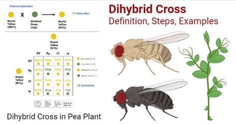 Dihybrid Cross Definition A dihybrid cross is a type of genetic cross between two individuals with either homozygous or heterozygous genotypes of two characters or traits. The dihybrid cross is different from the monohybrid cross, which only involves a single ... Read more The post Dihybrid Cross- Definition, Steps and Process with Examples appeared first on Microbe Notes. Dihybrid Cross, Cell Biology, Biology Notes, Molecular Biology, Pretty Notes, Science Biology, Biology, Lower Case Letters