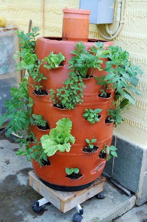 DIY Vertical Garden Worm Composting Planter from a 250 Litres Barrel Tower Garden Diy, Diy Vertical Garden, Keyhole Garden, Vertical Vegetable Gardens, Organic Waste, Gardening Vegetables, Worm Composting, Compost Tea, Vertical Garden Diy