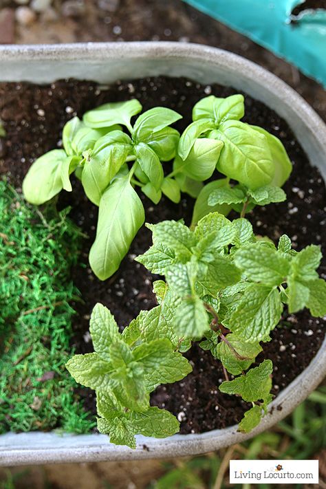 An Herb Fairy Garden is a fun container garden for your kitchen! Easy tutorial for how to make a mini fairy garden for your home. Easy Fairy Garden Ideas, Easy Fairy Garden, Herb Container Garden, Fairy Herb Garden, Easy Farmhouse Decor, Herb Container, Magical Fairy Garden, Diy Spring Decor, Spring Decorating Ideas