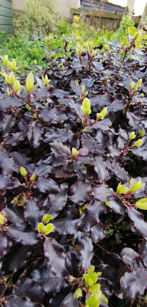 Pittosporum Tom Thumb Pittosporum Tom Thumb, Exterior Plants, Pittosporum Tenuifolium, Tom Thumb, Green Room, Green Rooms, Nook, Borders, Terrace