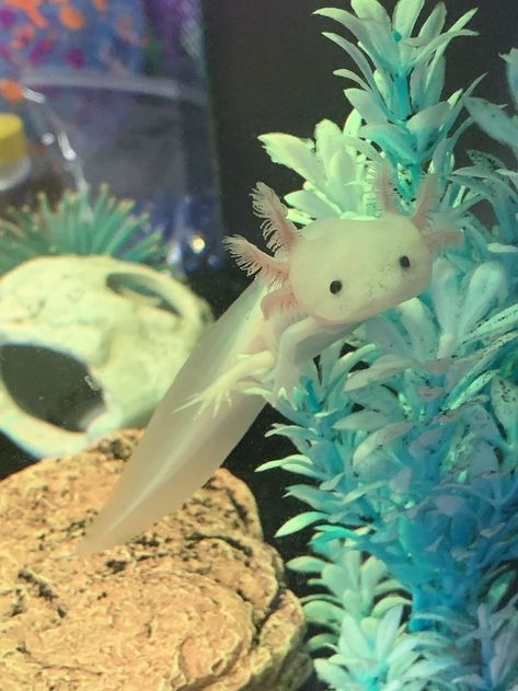 Axolotl Side View, Axolotls Cute, Axolotl Photography, Axolotl Swimming, Axolotl Aesthetic, Axolotl Wallpaper, Pet Axolotl, Axolotl Tank, Axolotl Cute