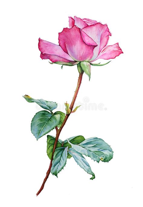 Botanisk Illustration, Flower Art Drawing, Rose Drawing, Flower Sketches, Soyut Sanat Tabloları, Watercolor Flower Art, Pink Photo, 수채화 그림, Watercolor Flowers Paintings