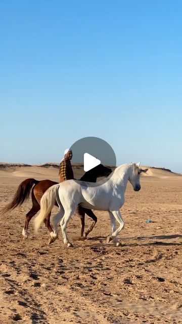 Cheval Essaouira 🐎 on Instagram: "Wild soul in a strong heart, we all can see his halo 🤍 If my soul mate was a horse 🎠 Balios —- 📸 : @cheval__essaouira —- #stallion #horse #horselove #horsepower #cheval #essaouira #maroc #morocco" Stallion Horses Mating, Mating Of Horses, Horses Mating Equestrian, Mating Of Animals, Wild Horse Videos, Horse Mate, Wilde Horse, Creative Pumpkin Carving Ideas, Horses Videos