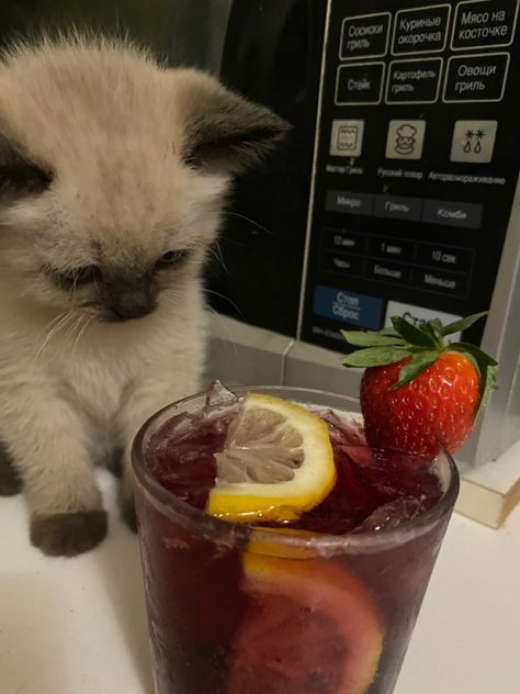 Cat With Alcohol, Water Meme, Alcohol Funny, Cat Run, Funny, Quick Saves