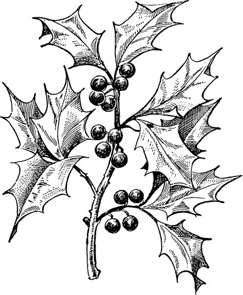 Related image Xmas Drawing, Christmas Sketch, Holly And Berries, Illustration Noel, Christmas Card Art, Holly Leaves, Card Making Supplies, Images Vintage, Christmas Drawing