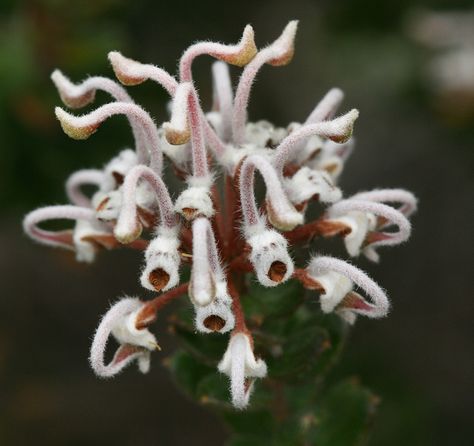 Grey Spider Flower... Faith, calm, courage. Australian Funnel Web Spider, Grevillea Coastal Gem, Australian Flowering Gums, Australian Spiders Giant, Spiders In Australia, Flower Remedy, Wild Moon, Strange Flowers, Rare Orchids