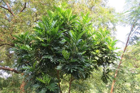 Tips for Growing Japanese Fern Trees Japanese Fern, Fern Tree, Cow Manure, Tropical Climate, Shade Trees, Growing Tree, How To Grow, Fern, White Flowers