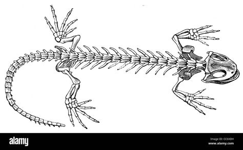 Lizard Skeleton Drawing, Salamander Drawing, Lizard Sketch, Lizard Skeleton, Skeleton Photo, Skeleton Tattoo, Skeleton Drawings, Animal Skeletons, Skeleton Tattoos