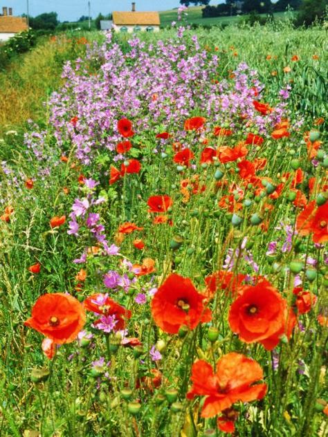 Love wildflowers? Create a meadow using these tips as a guide. Bird Friendly Garden, Magical Yard, Landscape Yard Ideas, Bee Friendly Flowers, Harvest Garden, Garden Displays, Flower Foliage, Bee Friendly Garden, Grow Wildflowers