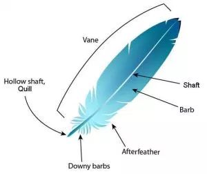 How to make a quill pen the REAL way. (And also the cheater's way!) - Regency Romance for Adventurous Readers Feather Anatomy, Feather Identification, Letter People, Types Of Feathers, What Is A Bird, Quill Pen, Modern Birds, Large Feathers, Feather Art