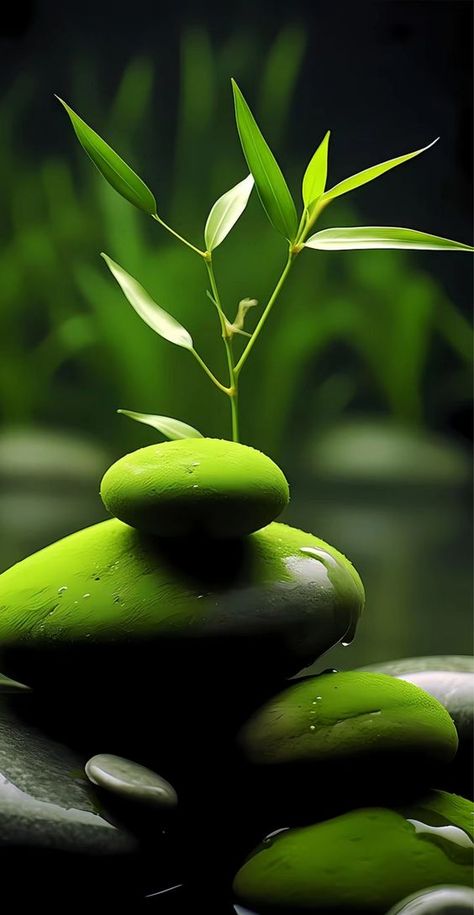 ♔ Bambou & Cailloux - Bamboo & Rocks Apple Iphone Wallpaper Hd Nature, Zen Background, Zen Wallpaper, Web Movie, Zen Pictures, Dancing Shiva, Android Wallpaper Art, Cool Pictures For Wallpaper, Beautiful Nature Wallpaper Hd