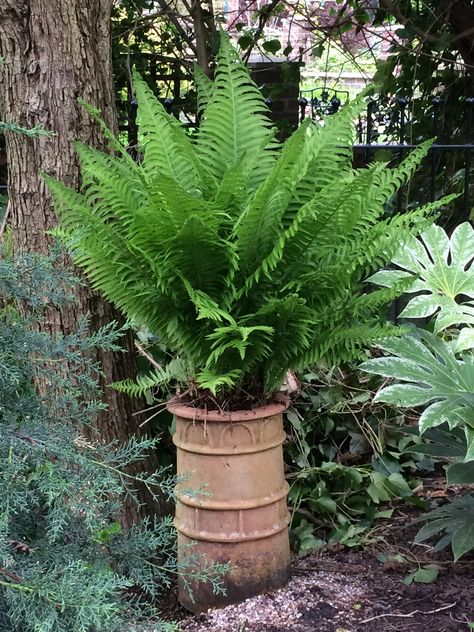 Simple fern in terracotta chimney pot Old Chimney Pots Ideas, Chimney Pot Planter Ideas Gardens, Chimney Pots Garden Ideas, Chimney Pot Planter Ideas, Potted Hostas, Chimney Pot Planter, Ferns In Pots, Fern Garden Ideas, Outdoor Ferns