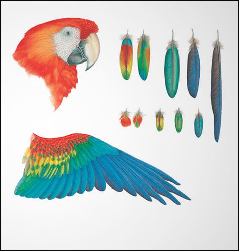 Psittacidae Scientific Illustartion Parrot Wings, رسم كاريكاتير, Parrot Feather, Gcse Art Sketchbook, Parrots Art, Wings Drawing, Paper Birds, Bird Wings, Health Business