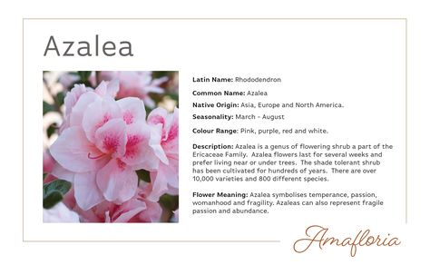 Azalea Meaning, Flowers Meanings, Saving Earth, Bottles Decoration Wedding, Common House Plants, Pretty Flowers Pictures, Flower Language, Azalea Flower, Painting Flowers Tutorial