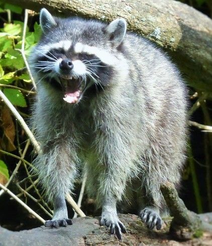 Animals Yawning, Trash Pandas, Weather Photos, Trash Panda, Animal Planet, Mood Board, Art Inspiration, Photo And Video, Animals