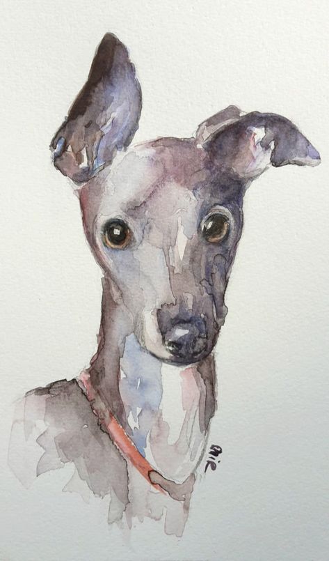 Whippet Painting, Small Watercolour Painting, Sight Hounds, Watercolor Paintings Of Animals, Greyhound Art, Arte Sketchbook, Watercolor Dog, Watercolour Art, Italian Greyhound