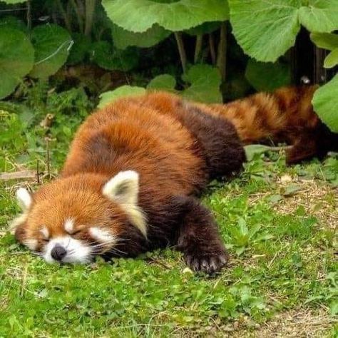 Raccoon And Red Panda, Red Panda Cute, Panda Cute, Red Pandas, Pretty Animals, Animal References, Animal Facts, Silly Animals, Cute Wild Animals