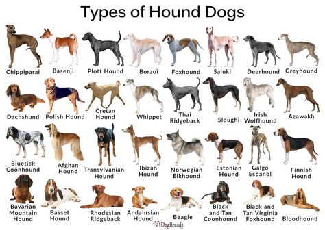 Dog Breeds Chart, Tiny Baby Animals, Dog 101, Hound Dog Breeds, Dog Design Art, Hound Breeds, Ibizan Hound, Plott Hound, Hound Dogs