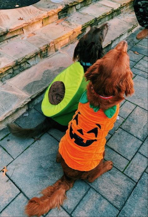 Funny Dinosaur Costume, Dog And Owner Costumes, Spooky Ideas, Matching Halloween Costumes, Dog Pumpkin, Funny Dinosaur, Dinosaur Costume, Animal Costumes, Matching Halloween