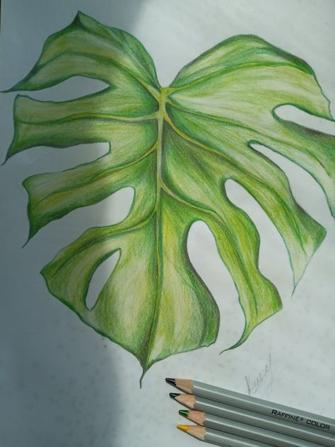 Monstera Delicious Monster Leaf Drawing, Lettering Art, Hand Lettering Art, Leaf Drawing, Monstera Leaves, Plant Drawing, Color Pencil Art, Monstera Leaf, Letter Art