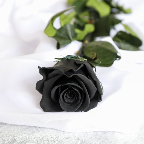 Freeze Dried Flowers, Infinity Roses, Forever Single, Start Of Something New, Black Rose Flower, Petal Confetti, Thoughtful Gifts For Her, Forever Rose, Real Rose