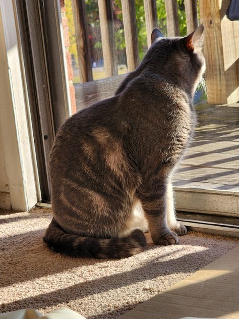 Cat Sitting From Behind, Cat From Behind, Donkey Paintings, Sit Pose, Photo Drawing, Cat Reference, Draw On Photos, Cat Sitting, Cat Photo