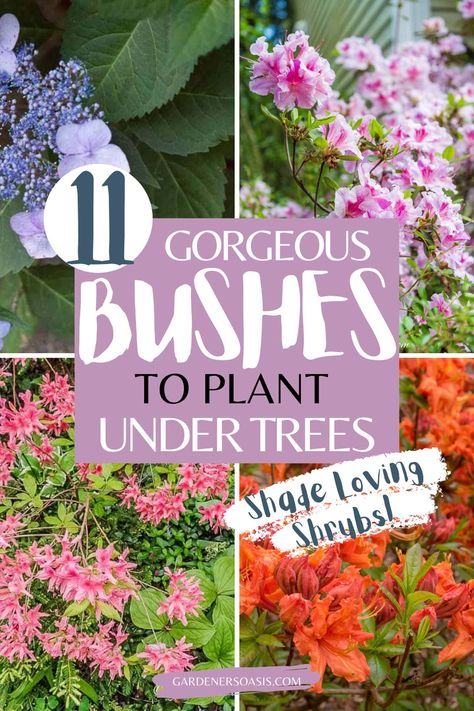 Shade Loving Shrubs: The Best Bushes To Plant Under Trees Large Yard Landscaping Ideas, Best Shrubs For Shade, Evergreens For Shade, Large Yard Landscaping, Perennial Garden Design, Shade Loving Shrubs, Evergreen Bush, Plants Under Trees, Twig Dogwood