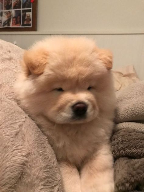 Chow Chow Puppy Aesthetic, Chowchow Dog, Chow Chow Dog Puppy, Chow Chow Puppy, Most Beautiful Dogs, Chow Chow Dogs, Cute Kawaii Animals, Dogs Cute, Little Animals