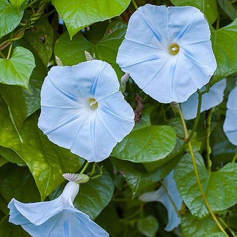 Ipomoea Tricolor, Pink Morning Glory, Morning Glory Seeds, Pink Morning, Flowers Morning, Cottage Flowers, Morning Glory Flowers, Lavender Water, Garden Vines