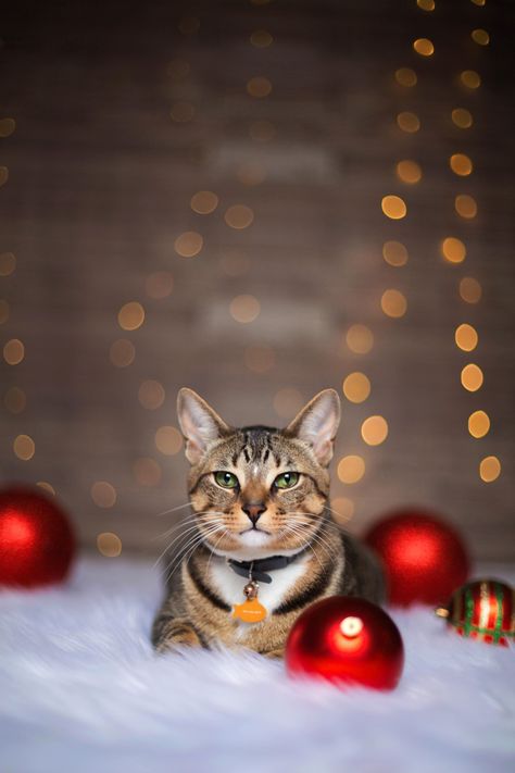 Yuletide Yawner: Embracing the spirit of relaxation, this cat takes leisurely naps under the glow of twinkling Christmas lights. Tails of Joy: Celebrate Christmas with Happy and Healthy Cats! Holiday Photos With Pets, Christmas Cat Photography, Christmas Photoshoot With Cat, Cat Christmas Photoshoot Ideas, Christmas Cat Photoshoot, Pet Holiday Photos, Cat Christmas Photoshoot, Christmas Portrait Ideas, Cat Christmas Pictures