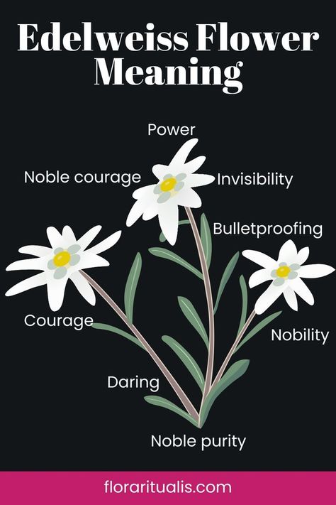 Edelweiss Flower Meaning Edelweiss Meaning, Flower Meaning Tattoo, Edelweiss Flower Tattoo, Edelweiss Tattoo, Flower Tattoo Meaning, Flower Symbolism, Symbolic Meanings, Flower Chart, Flower Tattoo Meanings