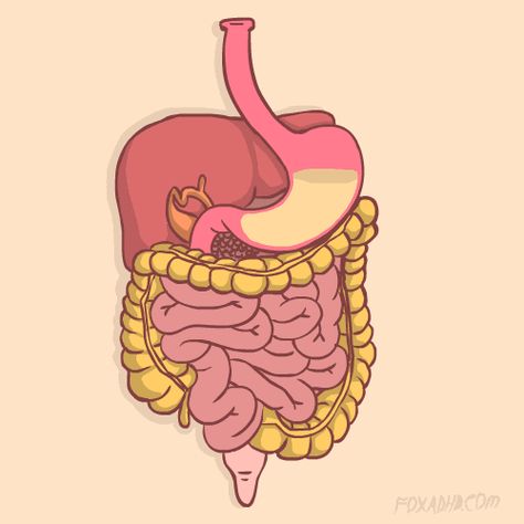 Natural Metabolism Boosters, Sistem Pencernaan, Human Digestive System, Metabolism Booster, Nursing Notes, Juice Cleanse, Medical Education, Anatomy Art, Digestive System